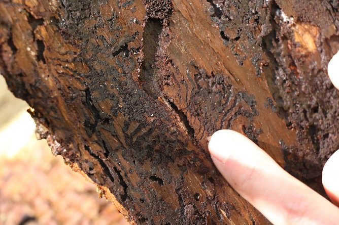 Die G&auml;nge des Borkenk&auml;fers sind unter der Rinde deutlich zu erkennen (Foto: Angelo Glashagel)