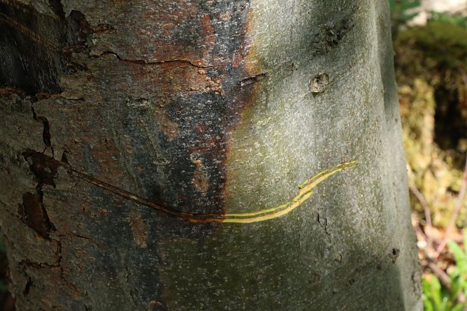 Rechts noch gr&uuml;n und saftig, links bereits braun und ausgetrocknet (Foto: Angelo Glashagel)