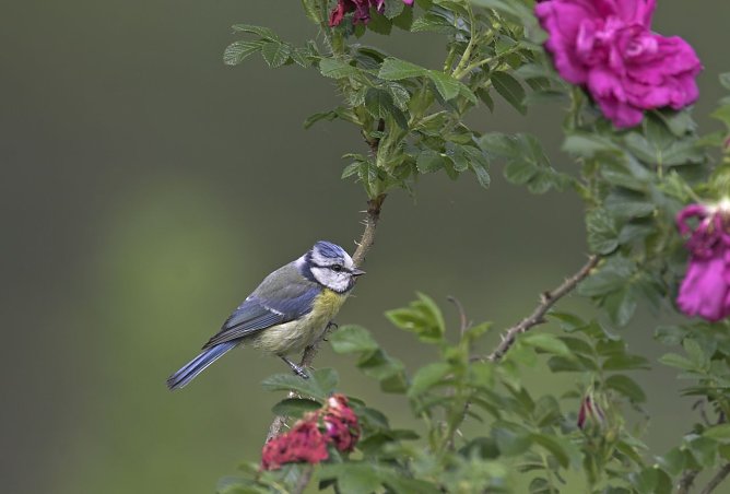 Blaumeise (Foto: NABU/Frank Hecker) Blaumeise (Foto: NABU/Frank Hecker)