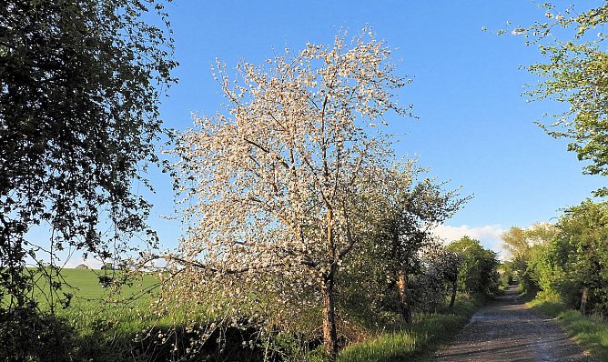 Windl&uuml;cke (Foto: P.Blei)