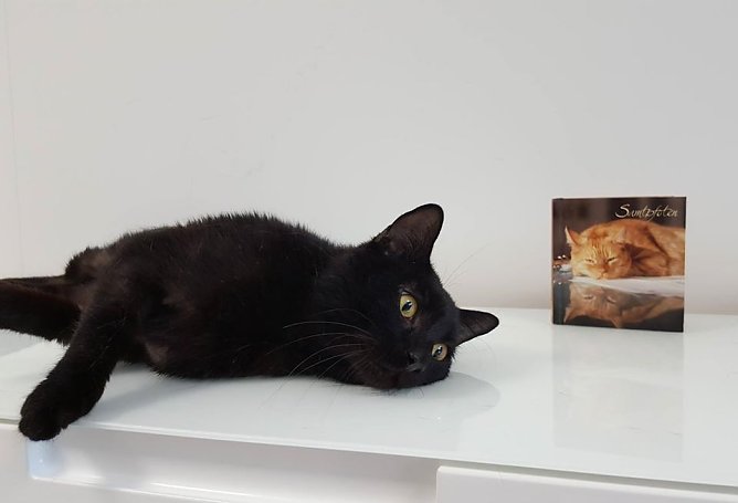 Tier der Woche: Willi (Foto: Tierheim Nordhausen)