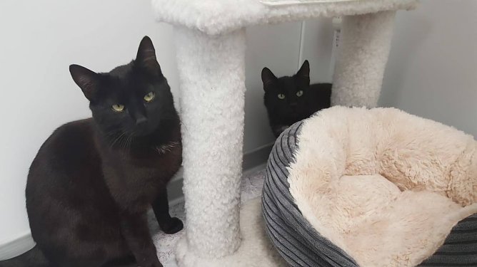 Tiere der Woche Natti und Neo (Foto: Tierheim Nordhausen)