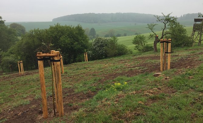 Landschaftspflege in der Region (Foto: Sarah Backhaus)