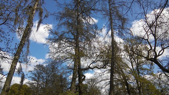 Nur noch als Brennholz taugen die verdorrten Nadelb&auml;ume im n&ouml;rdlichen Teil des Tiergeheges. Die Hoffnung, dass sich die einst pr&auml;chtigen Blutbuchen im Areal im Fr&uuml;hjahr wieder erholen und  neu austreiben w&uuml;rden, erf&uuml;llte sich nicht. Auch sie sind in absehbarer Zeit Geschichte. (Foto: Kurt Frank)