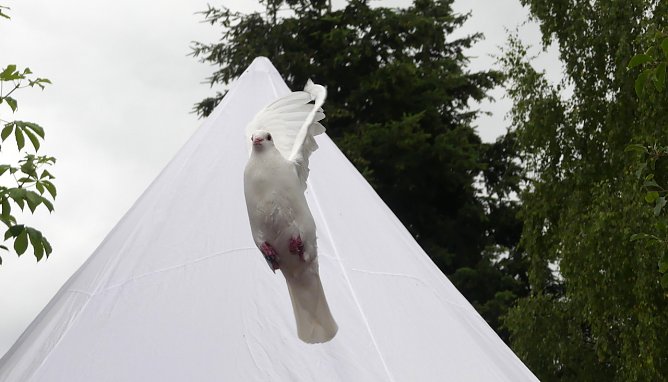 Tauben in M&uuml;nchenlohra (Foto: R.Englert)