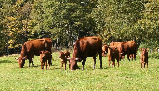 Harzer Rotvieh (Foto: Forst Farm)