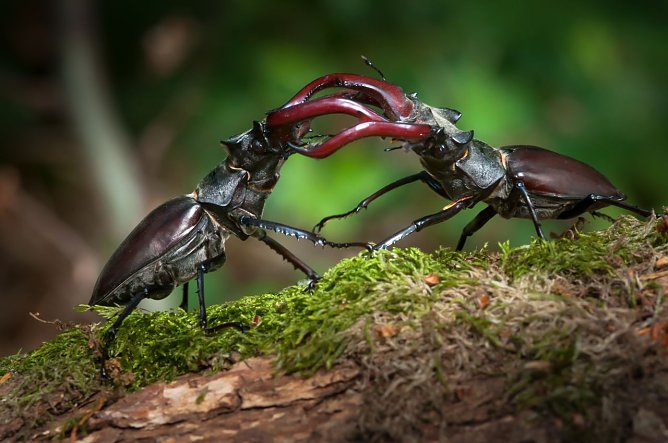 Die seltenen Hirschkäfer sind ein seltener Anblick (Foto: Anne Rollero/NABU) Die seltenen Hirschkäfer sind ein seltener Anblick (Foto: Anne Rollero/NABU)
