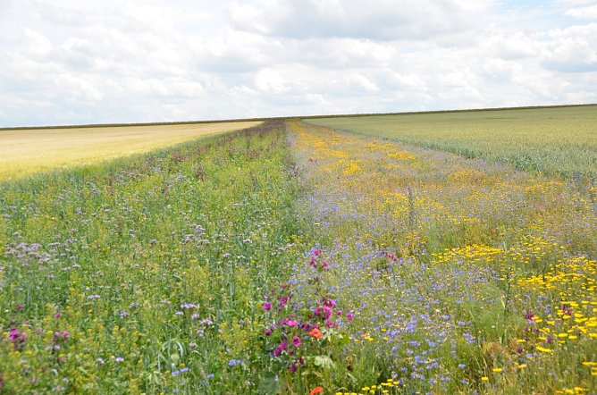 Hamsterstreifen sollen den kleinen Nagern helfen (Foto: Sollmann, LPV Mittelth&uuml;ringen)
