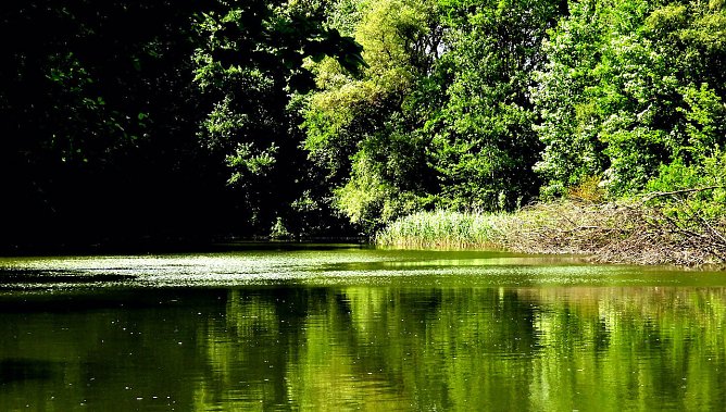 Tanzteich in Niedersachswerfen (Foto: Peter Blei) Tanzteich in Niedersachswerfen (Foto: Peter Blei)