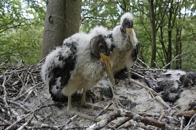 Junge Schwarzstörche nach der Rettung (Foto: Landesforsten Niedersachsen) Junge Schwarzstörche nach der Rettung (Foto: Landesforsten Niedersachsen)
