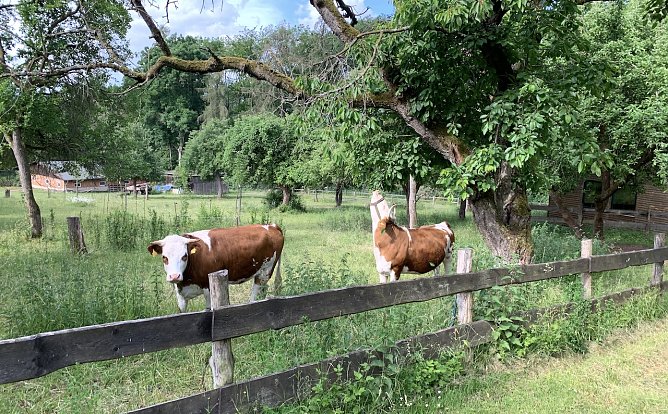 Harzrigi (Foto: oas) Harzrigi (Foto: oas)