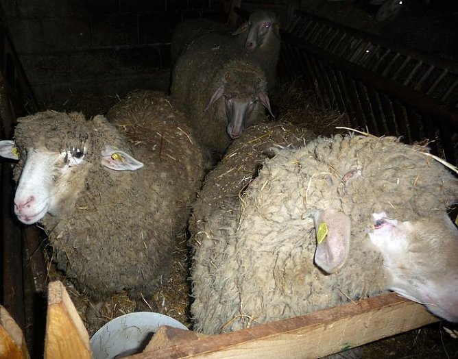 Schafe besucht (Foto: D. Praetorius) Schafe besucht (Foto: D. Praetorius)