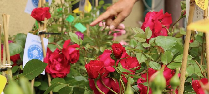 Erster Nordh&auml;user Rosenmarkt (Foto: agl)