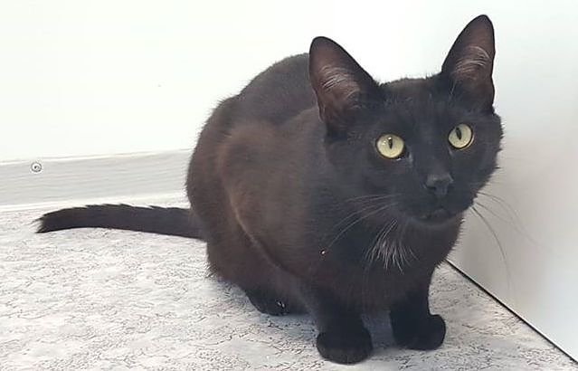 Kasimir (Foto: Tierheim NDH)