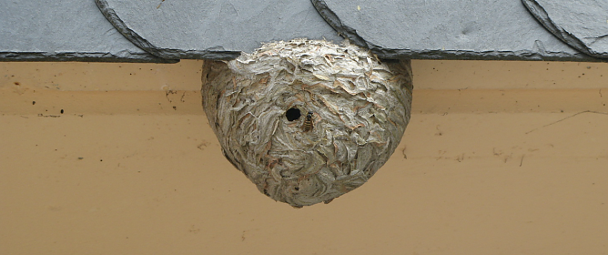 Wespennest am Haus - was tun? (Foto: NABU/Horst N&ouml;lle)