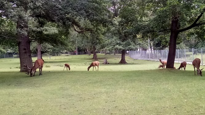 Trotz derzeitiger F&auml;llungen kann ein Spaziergang durch den Park erholsam sein. Neupflanzungen sind unumg&auml;nglich. F&uuml;r den Herbst sind erste Aktionen vorgesehen. (Foto: Kurt Frank)