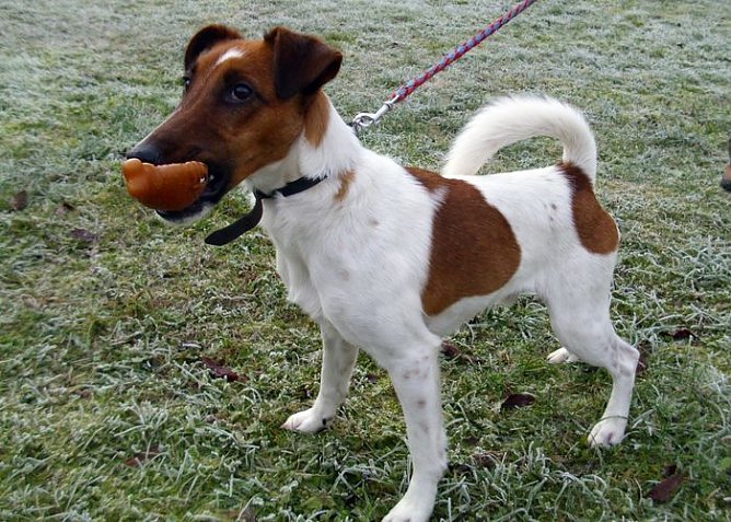 Foxl (Foto: C. Knust)