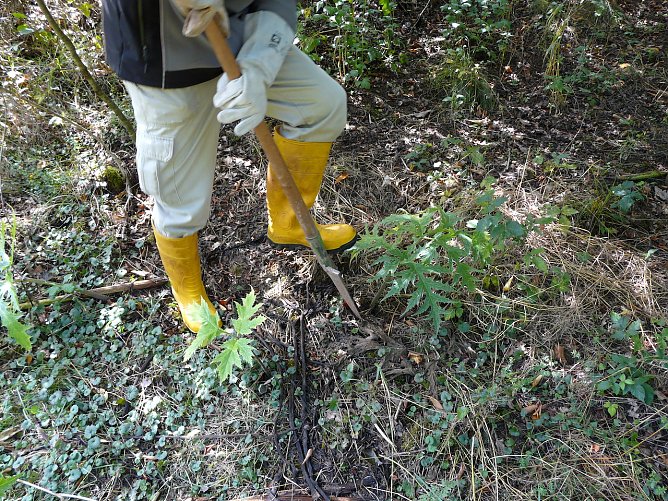 Bek&auml;mpfung durch Ausgraben (Foto: LRA NDH)