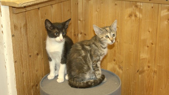 K&auml;tzchen beim Tierschutz Nordhausen (Foto: Tierschutz Nordhausen)