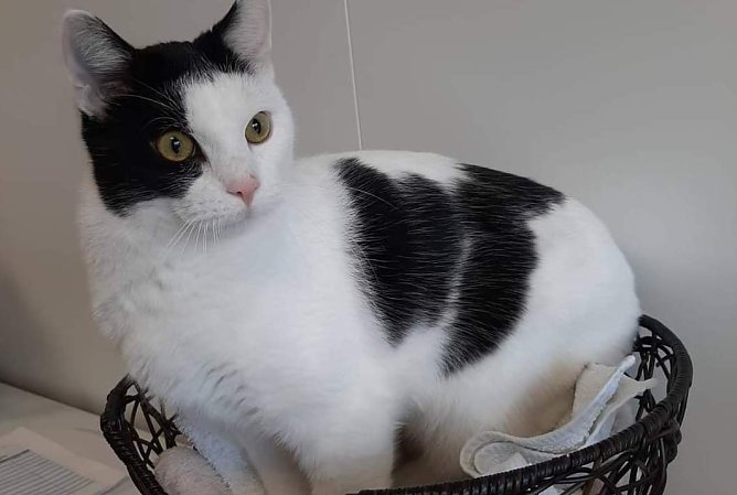 Verschmuster Tom (Foto: Tierheim Nordhausen) Verschmuster Tom (Foto: Tierheim Nordhausen)