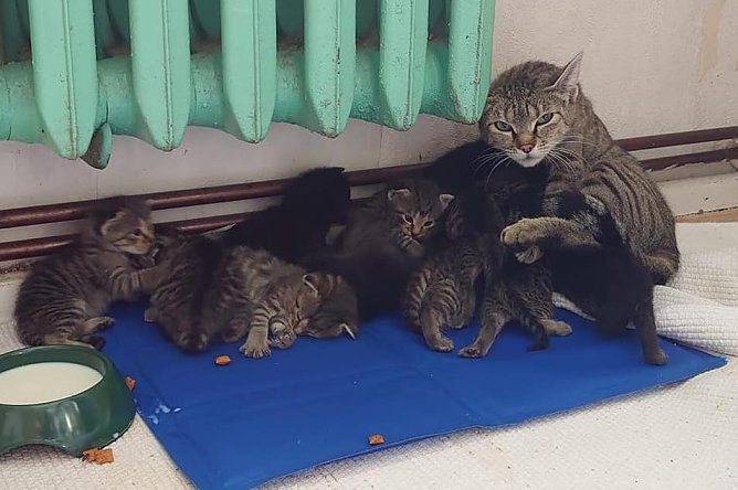 Katzenfutter mit ihren Jungen (Foto: I.Gro&szlig;e)
