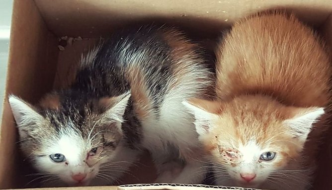 Kranke K&auml;tzchen bed&uuml;rfen der Pflege (Foto: S.M&uuml;hle)