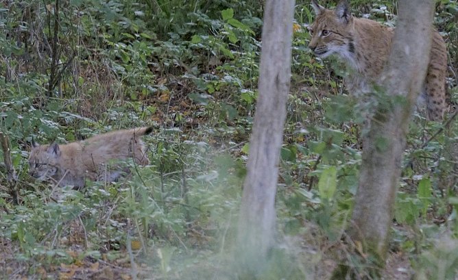Familie Luchs (Foto: BUND)