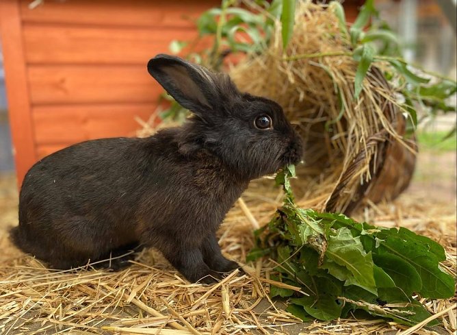 Tier der Woche: Rudi (Foto: Tierheim Nordhausen) Tier der Woche: Rudi (Foto: Tierheim Nordhausen)