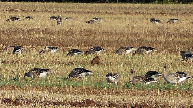 Wildgänse am Stausee Kelbra (Foto: U.Reinboth) Wildgänse am Stausee Kelbra (Foto: U.Reinboth)