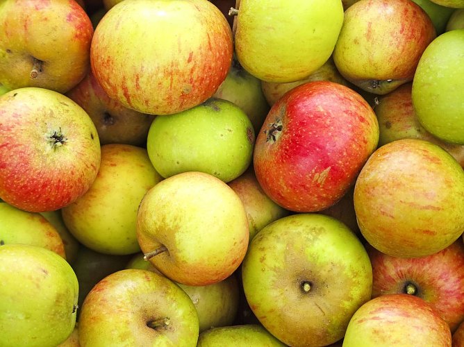 Eigenes Obst für eigenen Saft (Foto: Kathy Büscher, NABU Rinteln) Eigenes Obst für eigenen Saft (Foto: Kathy Büscher, NABU Rinteln)