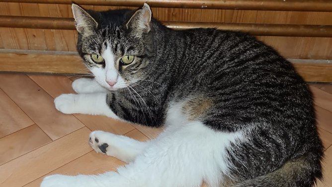 Katzendame Lady (Foto: Tierschutz Nordhausen) Katzendame Lady (Foto: Tierschutz Nordhausen)