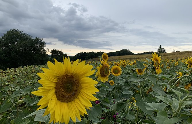 Sonnenblumenfeld in Nordthüringen (Foto: oas) Sonnenblumenfeld in Nordthüringen (Foto: oas)