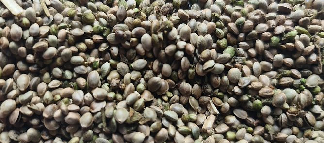 Das ist die Hanfernte (Foto: nnz)