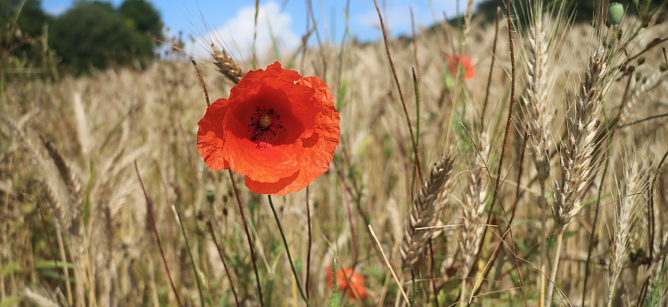 Wetterbild (Foto: agl) Wetterbild (Foto: agl)