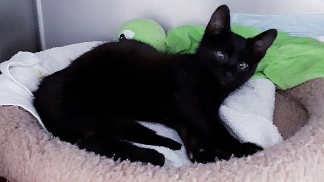 Dem kleinen Calimero wurde &uuml;bel mitgespielt (Foto: Tierheim Nordhausen)