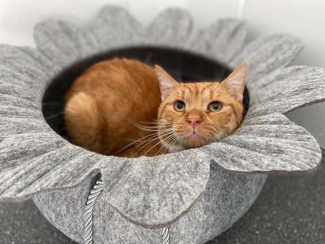 Tier der Woche: Charly (Foto: Tierheim Nordhausen) Tier der Woche: Charly (Foto: Tierheim Nordhausen)