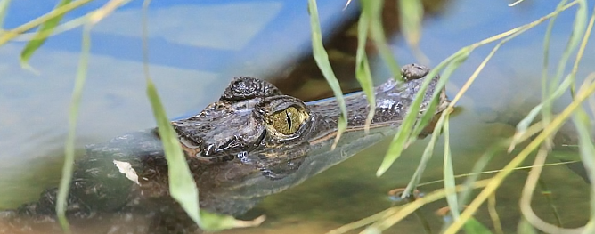 Symboldbild (Foto: S. Dietzel) Symboldbild (Foto: S. Dietzel)