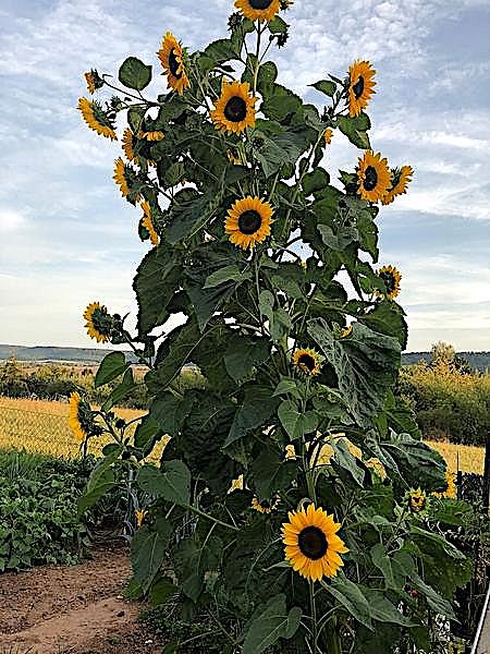Supersonnenblume (Foto: A.Störr) Supersonnenblume (Foto: A.Störr)