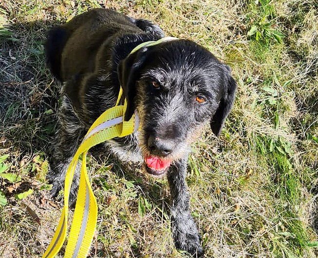 Geretteter Hund hei&szlig;t jetzt Petro (Foto: Autobahnpolizei Th&uuml;ringen)