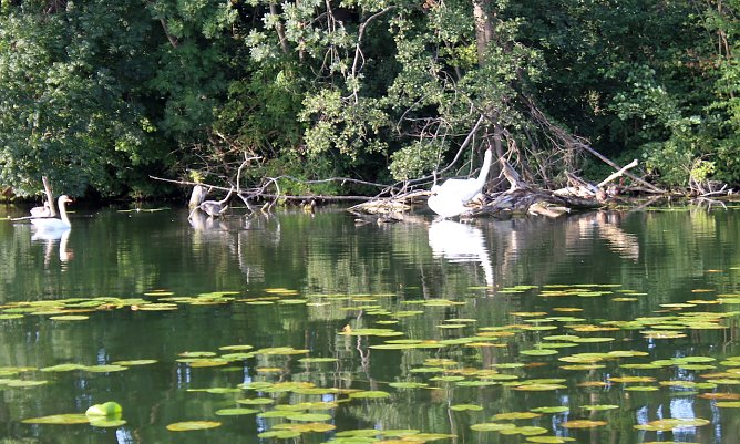 Spätsommeridyll an einem Brandenburgischen See (Foto: oas) Spätsommeridyll an einem Brandenburgischen See (Foto: oas)