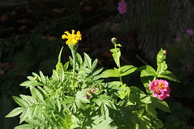 Wetterbild (Foto: agl)