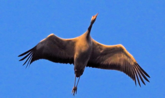 Die Kraniche kehren zurück zum Stausee Kelbra (Foto: P.Blei) Die Kraniche kehren zurück zum Stausee Kelbra (Foto: P.Blei)