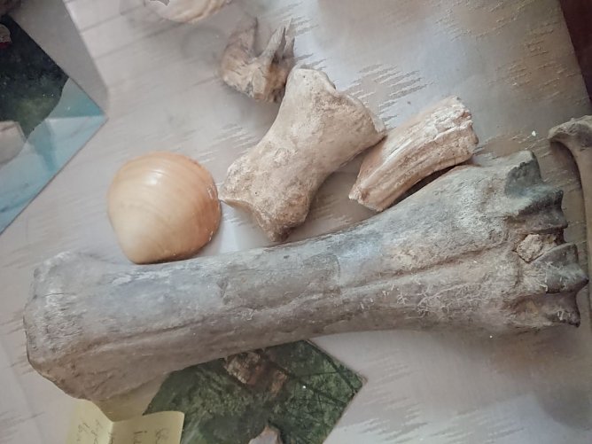 35.000 Jahre alte Neuzugänge für den Tabakspeicher (Foto: Tim Schäfer) 35.000 Jahre alte Neuzugänge für den Tabakspeicher (Foto: Tim Schäfer)