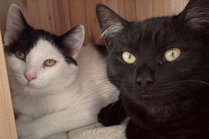 Tiere der Woche: Ursa und Haribo (Foto: Tierheim Nordhausen) Tiere der Woche: Ursa und Haribo (Foto: Tierheim Nordhausen)