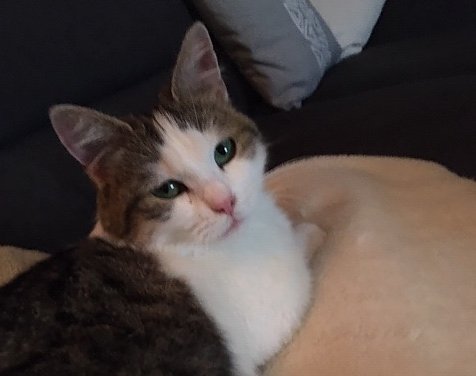 Gefundene Katze (Foto: S.Wetzel) Gefundene Katze (Foto: S.Wetzel)