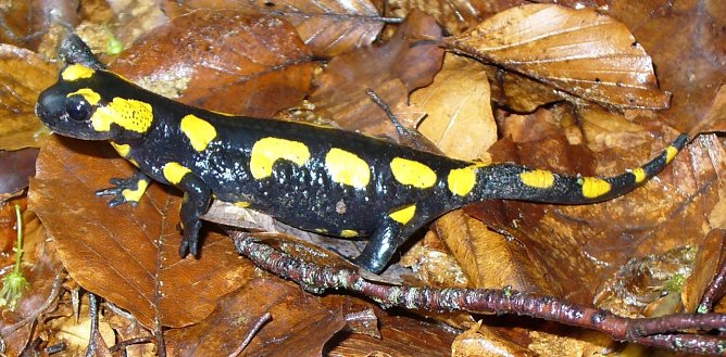 Der Feuersalamander ist u. a. im Th&uuml;ringer Wald zu Hause: Er geht, wie viele andere Amphibien, in die Winterstarre (Foto: Th&uuml;ringenForst, Dr. Horst Spro&szlig;mann)