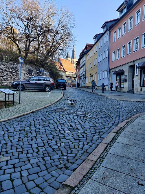 Zwei Gänse beim Alstadtbummel (Foto: Peter Blei) Zwei Gänse beim Alstadtbummel (Foto: Peter Blei)