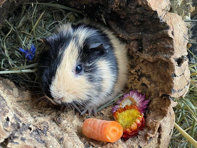 Tier der Woche: Wolfgang (Foto: Tierheim Nordhausen) Tier der Woche: Wolfgang (Foto: Tierheim Nordhausen)