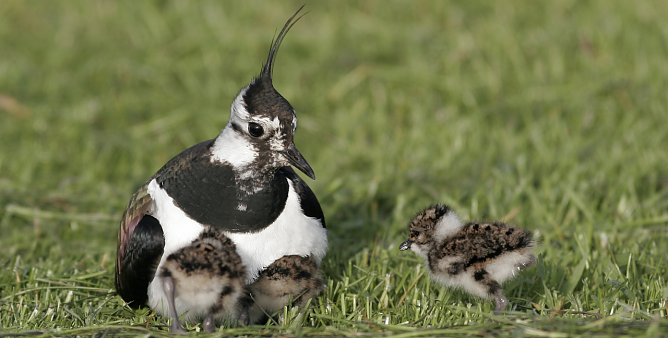 Kiebitz mit Nachwuchs (Foto: Thorsten Krüger) Kiebitz mit Nachwuchs (Foto: Thorsten Krüger)