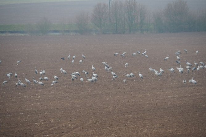 Kraniche im Nebel (Foto: Jürgen Friedling) Kraniche im Nebel (Foto: Jürgen Friedling)
